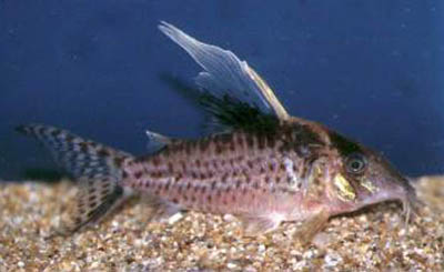 Corydoras robustus